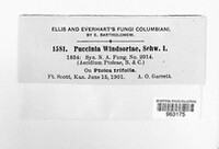 Puccinia windsoriae image